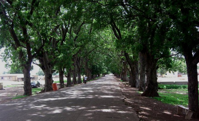 Preserving the Beautiful Tree Canopies of Sandema: A Community Advocate’s Call
