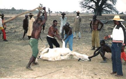 Nangsa-fobka-(killing of an animal and using it as nang-foba): Rethinking Animal Sacrifice in Builsa Funeral Rites.