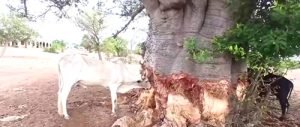 Vanishing Grasslands Push Upper East Livestock Sector to the Brink