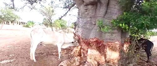 Vanishing Grasslands Push Upper East Livestock Sector to the Brink